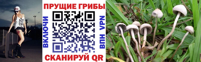 Купить Ивантеевка Псилоцибиновые грибы Magic Shrooms